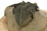 Beautiful Zlichovaspis Trilobite - Orange Eye Preservation #334933-5